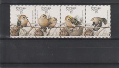 Fauna ,pasari porumbei,Azore,Portugalia.