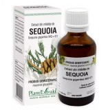 Extract din mladite de sequoia, 50ml, PlantExtrakt