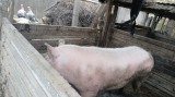 Porci mari de v&acirc;nzare prețul este negociabil