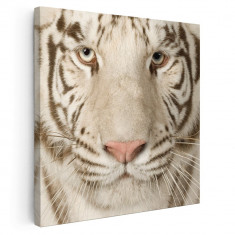 Tablou portret tigru alb Tablou canvas pe panza CU RAMA 60x60 cm