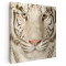 Tablou portret tigru alb Tablou canvas pe panza CU RAMA 40x40 cm