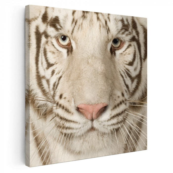 Tablou portret tigru alb Tablou canvas pe panza CU RAMA 30x30 cm