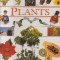 Plants - Picturepedia