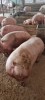 Vand porci de carne, ADVENTURE MENU
