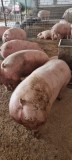Vand porci de carne, ADVENTURE MENU