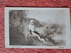 Carte postala, Popas/Grigorescu