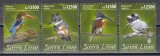 Sierra Leone 2020 - Păsări - Pescăruși albaștri, MNH