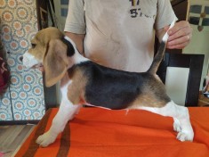 Ca?ei Beagle foto