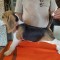 Ca?ei Beagle