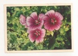 FA126 -Carte Postala- RUSIA - Malva flowers,, necirculata 1966