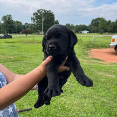 Pui labrador retriver de vânzare