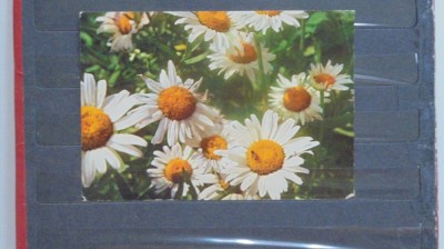 FLORI - MARGARETE - NECIRCULATA - foto