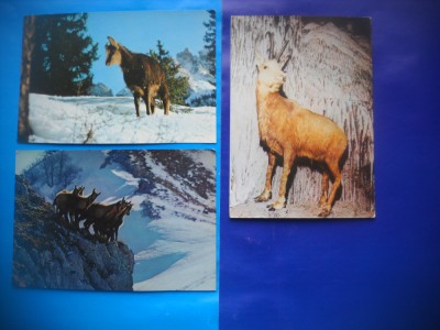 HOPCT LOT NR 459 CAPRA NEAGRA -FAUNA-3 CARTI POSTALE-NECIRCULATE foto