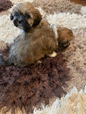ca?ei talie mica rasa Shih Tzu foto