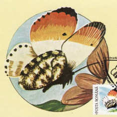 C4006 - Romania 1991 - carte maxima fluturi
