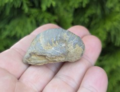 FOSILĂ BIVALVĂ EXOGYRA