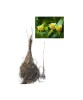 Copac de lalele (Liriodendron tulipifera ) 30-50 cm , Arborele Lalea, Oem
