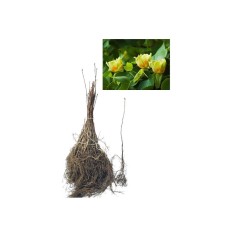 Copac de lalele (Liriodendron tulipifera ) 30-50 cm , Arborele Lalea