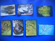 HOPCT LOT NR 27 / 7 CARTONASE - SERPI / REPTILE / FAUNA- ITALIA