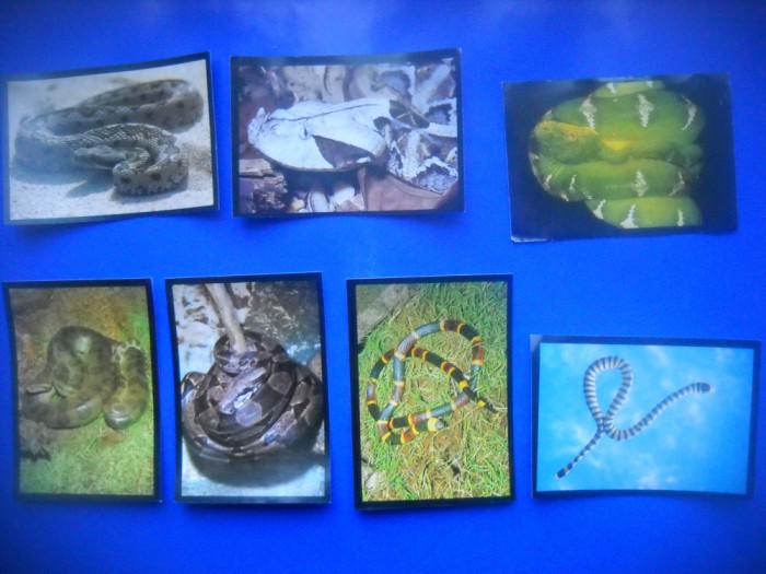 HOPCT LOT NR 27 / 7 CARTONASE - SERPI / REPTILE / FAUNA- ITALIA