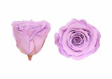 Trandafiri Criogenati Roseamour, Marime XL, Lila pal
