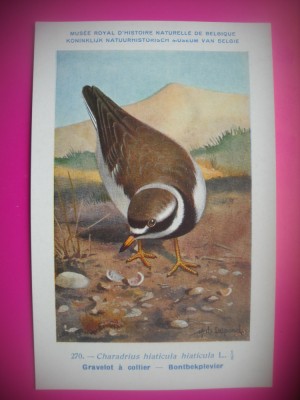HOPCT 6324 CHRADRIUS HIATICULA HIATICULA -PASARI DE APA -FAUNA EUROPA-CP CHROMO LITHO -MUZEUL REGAL STIINTE NATURALE BELGIA-NECIRCULATA foto
