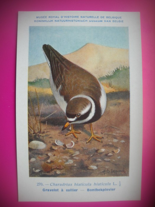 HOPCT 6324 CHRADRIUS HIATICULA HIATICULA -PASARI DE APA -FAUNA EUROPA-CP CHROMO LITHO -MUZEUL REGAL STIINTE NATURALE BELGIA-NECIRCULATA