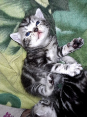 Pisicute British Shorthair Silver Tabby foto