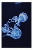 Tablou Canvas, "Meduze dans&acirc;nd &icirc;n oceanul albastru", Meduze, Albastru, Ocean, Grație, Luminiscență, Frumusețe, Acvatic, Mișcare, Eleganță, Fragilitate