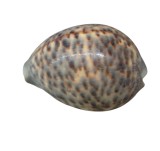 COCHILIE CYPRAEIDAE SAU GHIOC
