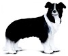 Figurina border collie, Collecta