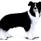 Figurina border collie