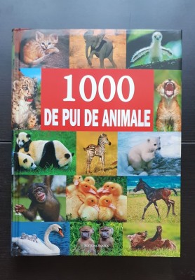 1000 de pui de animale, Aquila, 2008 foto