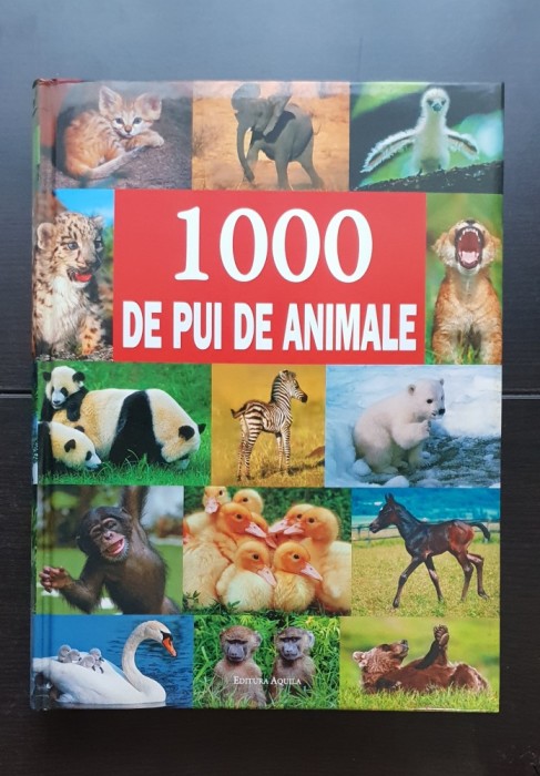 1000 de pui de animale, Aquila, 2008