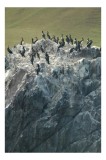 Tablou Canvas, "Cormorani odihnindu-se pe st&acirc;nci aspre", Păsări, Piatra, Agitație, Natură, Coastă, Pescăruși, St&acirc;ncăta, Frumusețe, Peisaj, Sălbăticie,