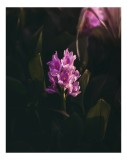 Tablou Canvas, "Flori de nuferi la apus", Floare, Violet, Delicat, &Icirc;ntuneric, Natură, Contrast, Petale, 26 x 39 cm, CMCLASS