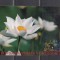 C9 2 - 2017 - Calendar de buzunar - tematica China - Qigong