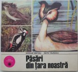 Pasari din tara noastra - Nicolae Saftoiu, Matei Talpeanu - Carte Biologie - Stare Buna/Foarte Buna