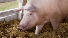 Carne de porc, carcasa de porc foto