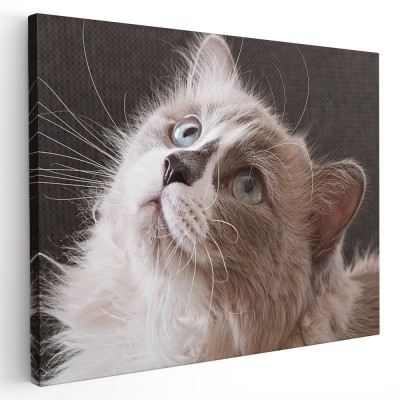 Tablou portret pisica uitandu-se in sus Tablou canvas pe panza CU RAMA 40x60 cm foto