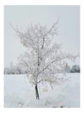 Tablou Canvas, "Pom &icirc;nghețat &icirc;ntr-un peisaj de iarnă", Alb, &Icirc;nghețat, Singuratic, Rece, Calm, Pur, Fragil, &Icirc;ngheț, Iarnă, Liniște, 26 x 39 cm, CMCLASS