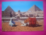 HOPCT 11049 CONDUCATOR CAMILA -PIRAMIDA KHAFRE EGIPT-COSTUM -AFRICA -NECIRCULATA