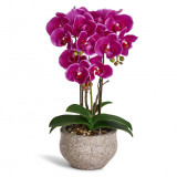 Artificial Orchid Phalaenopsis Purple 42 cm
