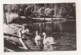 RF67 -Carte Postala- Bucuresti, parcul Libertatii, necirculata
