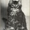 Cours de biologie - Jean Pierre Vanden Eeckhoudt (zoologie, clasa 6, text in limba franceza)