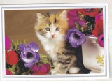 bnk cp Lot 25 felicitari nescrise - Pisici