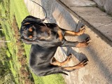Pui Dobermann