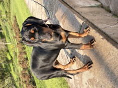 Pui Dobermann