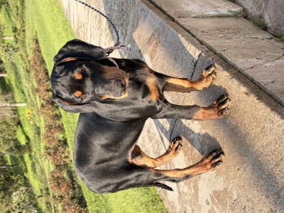 Pui Dobermann foto