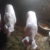 Vand porci